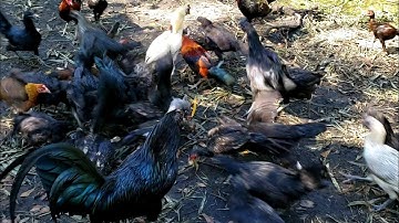 Feeding Black Chickens - Pub Mov Rau Qaib Xiav Nqaij Qaib Hmoob Qaib Dub Nqaig