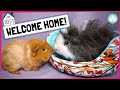 Terrified Guinea Pigs?! 5 Simple Steps for Settling in New Guinea Pigs