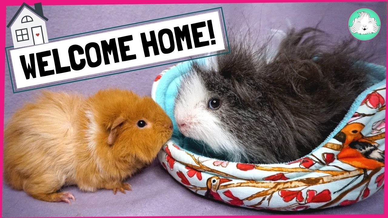 Terrified Guinea Pigs?! 5 Simple Steps For Settling In New Guinea Pigs