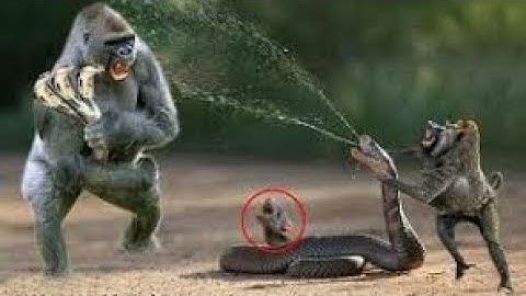 Apuchin Monkey Save Mouse From Banded Krait Snake Hunt- Amazing Python vs Big Cat