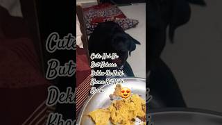 Cute Hai But Nakare Dekho 😍#dog #doggo #funny #labrador