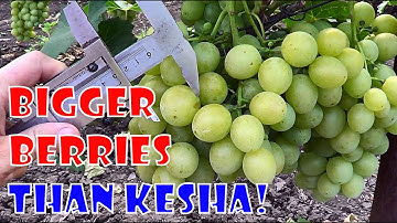GRAPES that have BIGGER BERRIES than KESHA GRAPES!