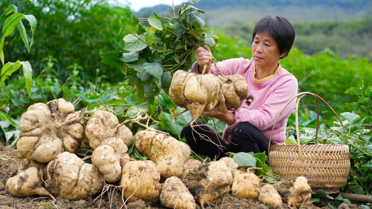 Большой сладкий картофель, хрустящий, нежный и сладкий, вкусный в кулинарии и выпечке.