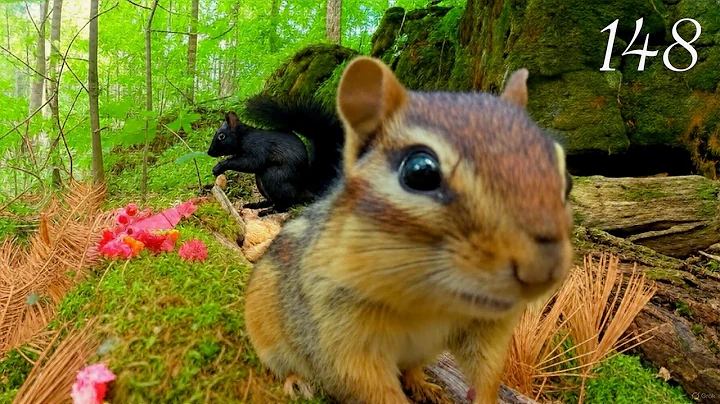 Video 11716681: forest 4k, beautiful forest, cat