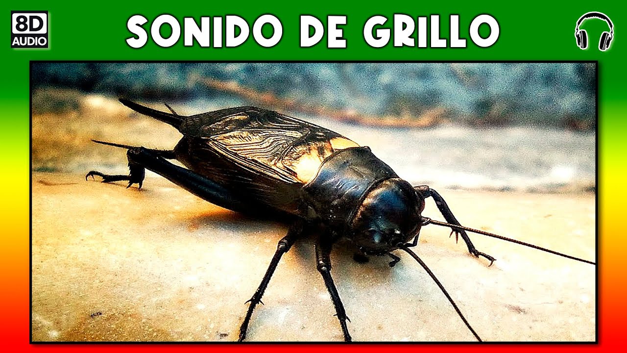 Sonido De Grillo 🦗 Youtube 