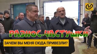 Частушки про коров от Лукашенко