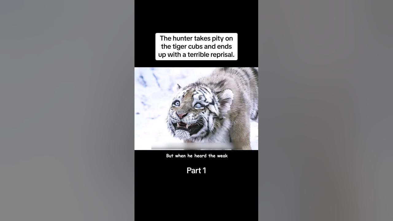 mountain lord the tiger story #shortsfeed #strange #shortvideo #tiger #movieclips #chinesedrama mountain lord the tiger story #shortsfeed #strange #shortvideo #tiger #movieclips #chinesedrama