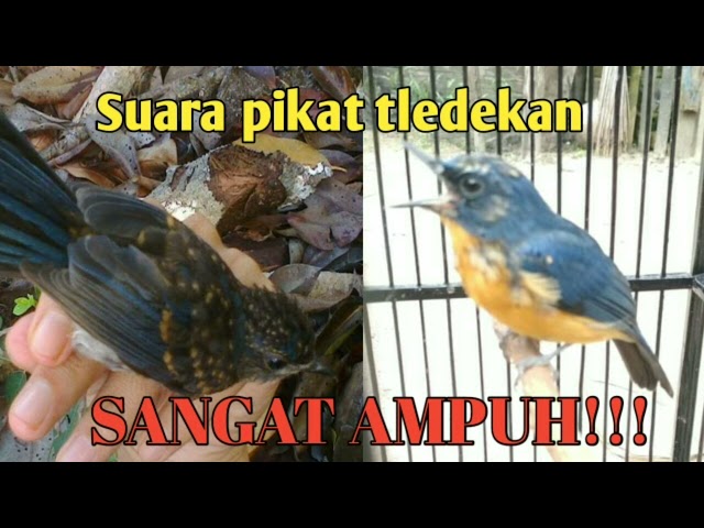 Suara pikat khusus tledekan menjerit super ampuh class=