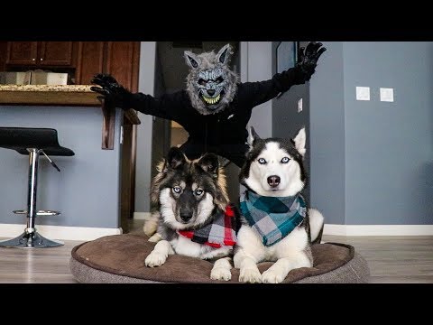scary-werewolf-prank-on-my-huskies!