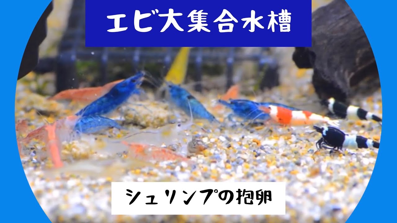 水槽 シュリンプ大集合 エビの混泳水槽 抱卵 Youtube