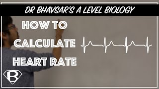 A level biology: How to calculate heart rate