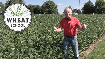 Wheat School: Broadcasting winter wheat into soybeans