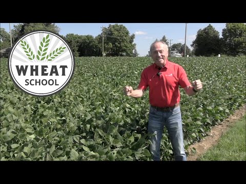 Wheat School: Broadcasting