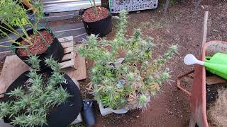 Outdoor update cannabis Sept 29, 2021 last video before harvest (I think)