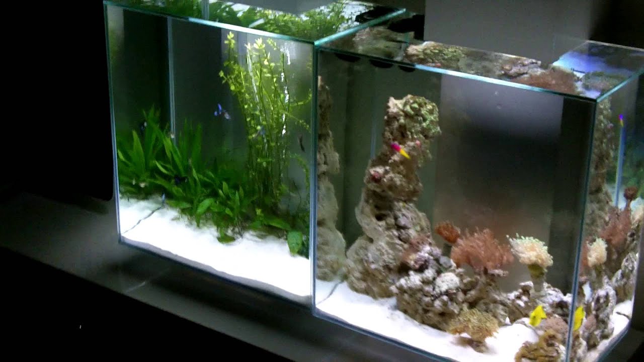My Fluval edge 12 gallon, fresh water and reef tanks - YouTube
