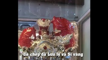 Cá chép đá Lưu Ly và Si vàng - Ý nghĩa phong thủy
