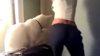 Прикольные кошки с кошками как они хватают телок за задницу!! Забавно смотреть!! Прикольные кошки с кошками как они хватают телок за задницу!! Забавно смотреть!!
