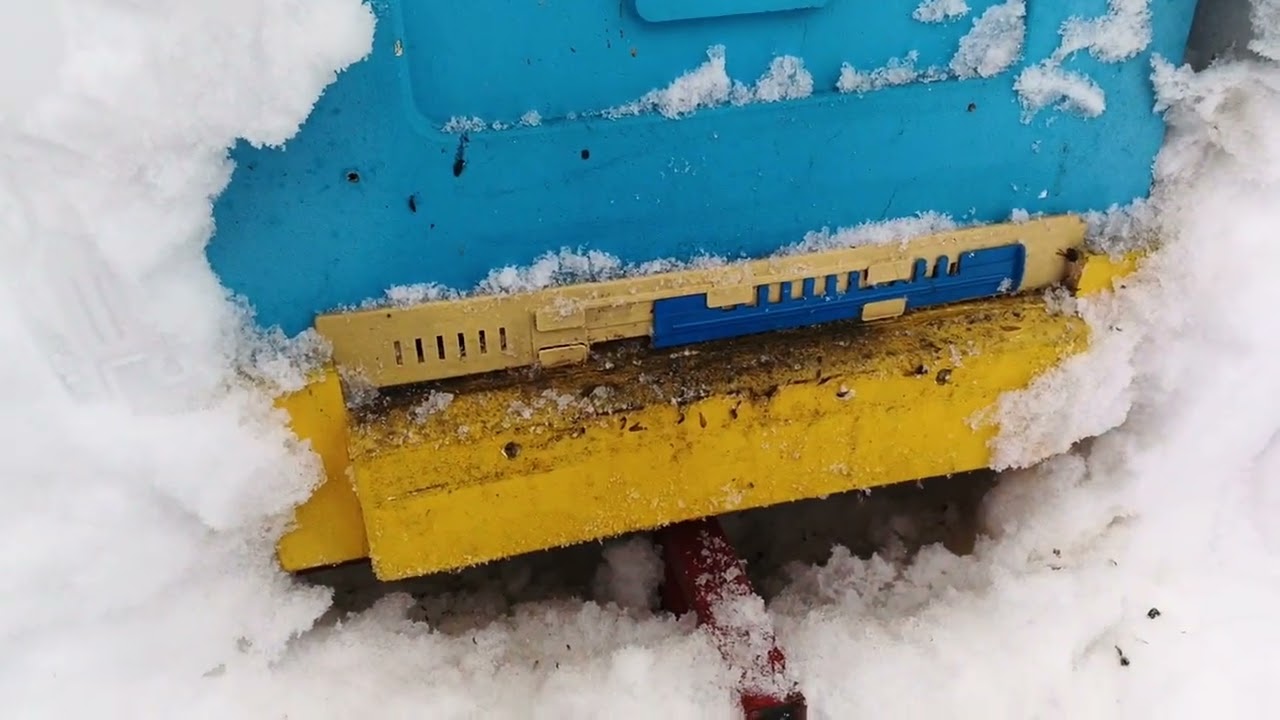 26.02.26. Пасека в сугробах, ищу пчел под снегом!!!