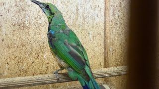 Download Lagu UPDATE STOK TERBARU BESERTA HARGANYA NYA BURUNG IMPORT CUCAK CUNGKOK MP3