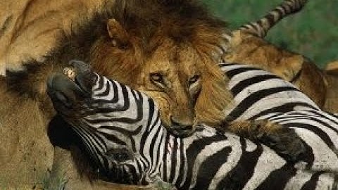 Lion vs Zebra -Wildlife Fight Videos