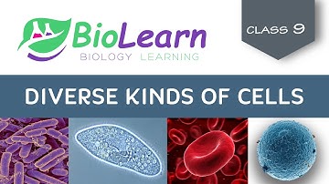 DIVERSE KINDS OF CELLS | Cell Size, Shape & Number | Class 9 ICSE Biology | Biolearn