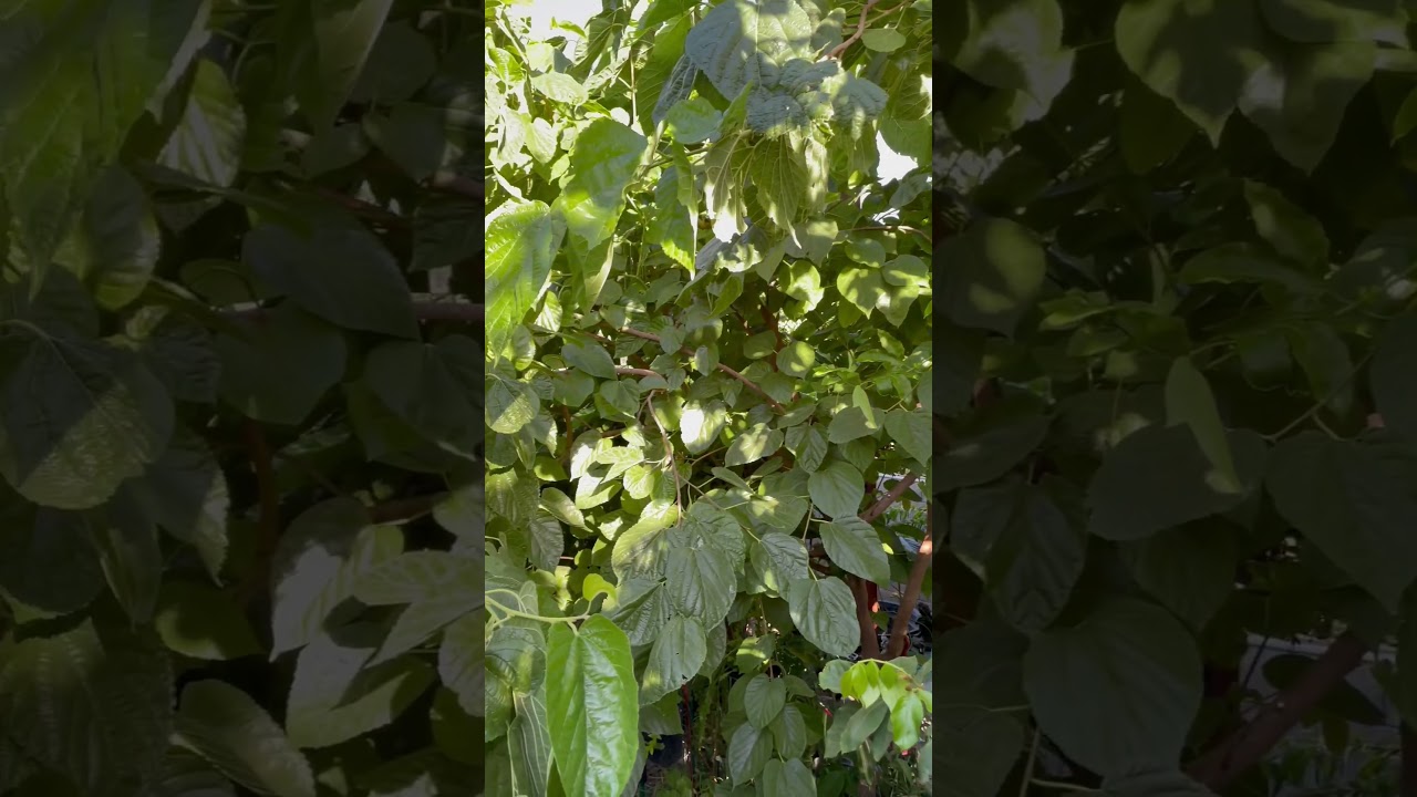 Gardening in Arizona ~ A quick view of the garden… 