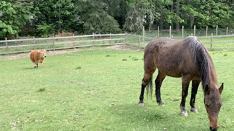 Pony paddock maintenance and an update on chickens