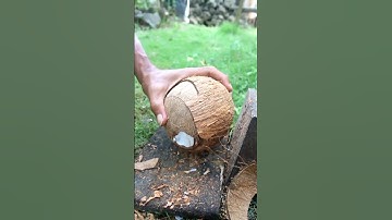 Technique for opening dry coconut from its shell
