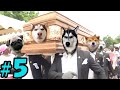 Dancing Funeral Coffin Meme - 🐶 Dogs and 😻 Cats Version #5