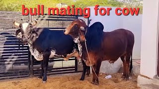 bull mating for cow super bull for sell 8824317288