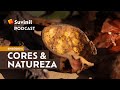 Podcast Falando em Cores | Ep.4: Cores e Natureza