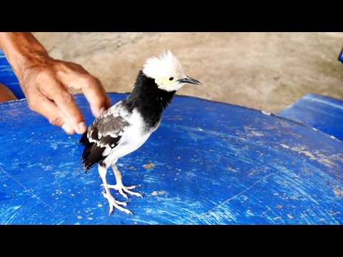 นกพูดได้เปิดตัวสมาชิกใหม่