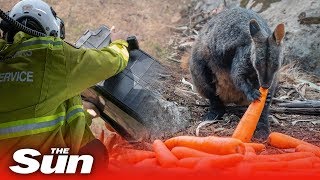 Helicopters drop food for starving koalas, wallabies, and kangaroos after Australian bushfires