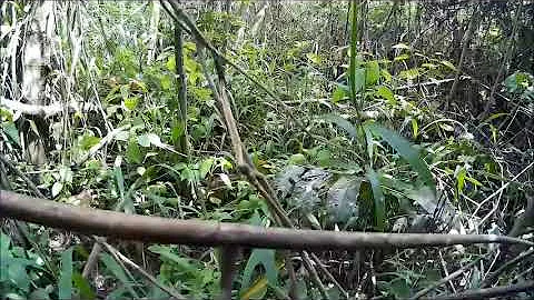 Wild boar hunting - The Swamp big fierce boars