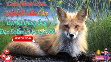 Cuộc Hành Trình Huyền Bí của Cáo Bí Mật Đằng Sau Đặc Điểm và Vòng Đời