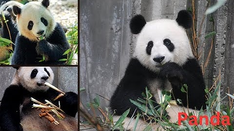 "Meet the Adorable  Panda: An Introduction to  Beautiful animal