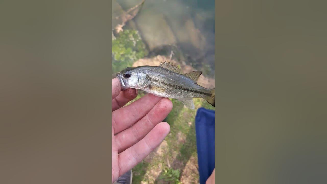 this-is-the-smallest-bass-i-have-ever-seen-youtube