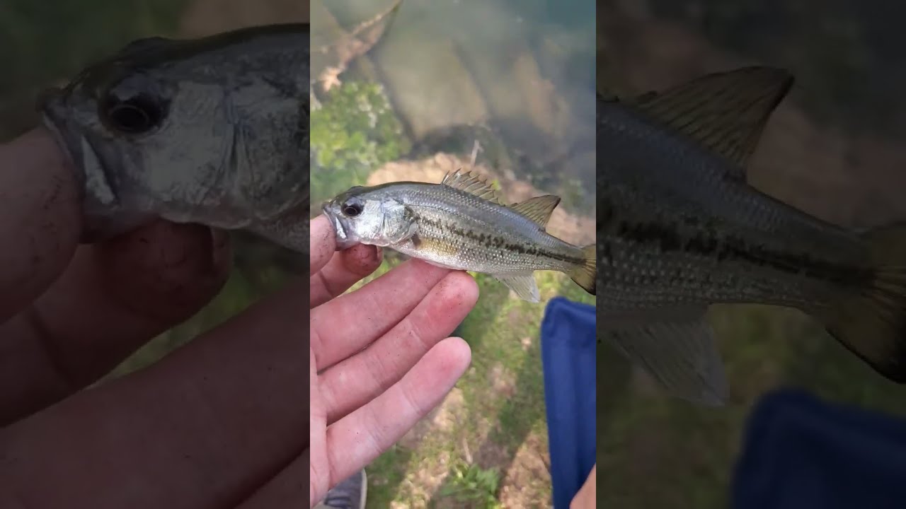 This Is The Smallest Bass I Have Ever Seen YouTube This Is The Smallest Bass I Have Ever Seen YouTube