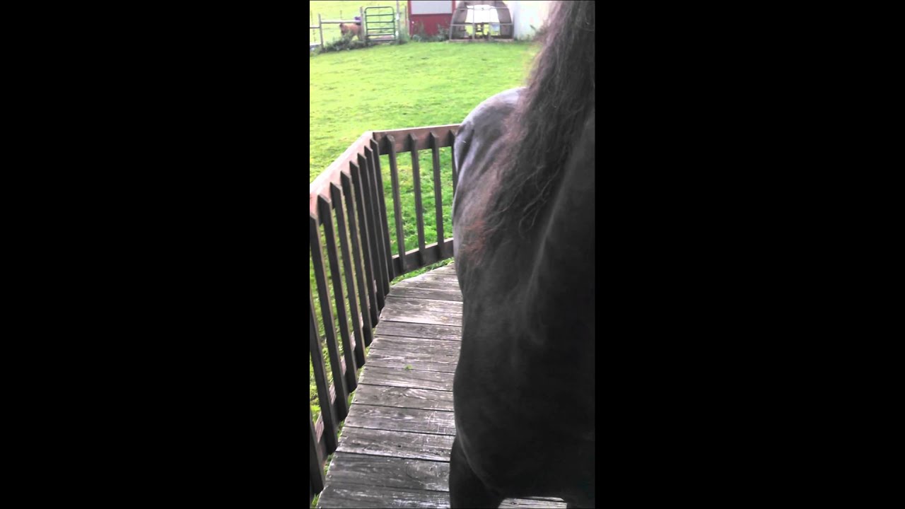 Horse on the porch YouTube