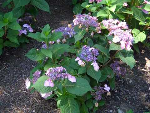 Hydrangea Twist amp; Shout AvonTrial Garden.MP4  YouTube