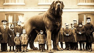 Captivating Photos Of 10 Extinct Dog Breeds