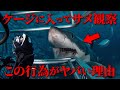 サメケージダイブが危険?ホホジロザメのケージダイブが禁止されている理由【ダイビング】