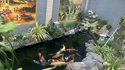 Hồ Cá Koi Nhật Ngoài Trời Đẹp -Con Giá Trị Gần 50 Triệu - Cá Đẹp Mê Hồn.Hồ Của Anh Tài Ở Thái Bình.