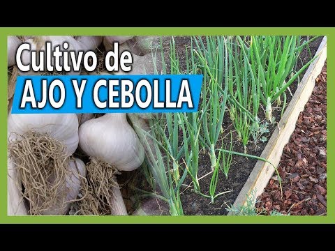 Video: ¿Qué son las cebolletas con ajo? Aprenda a cultivar cebolletas con ajo en el jardín