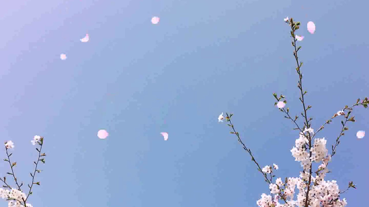 cherryblossom 02 Animated