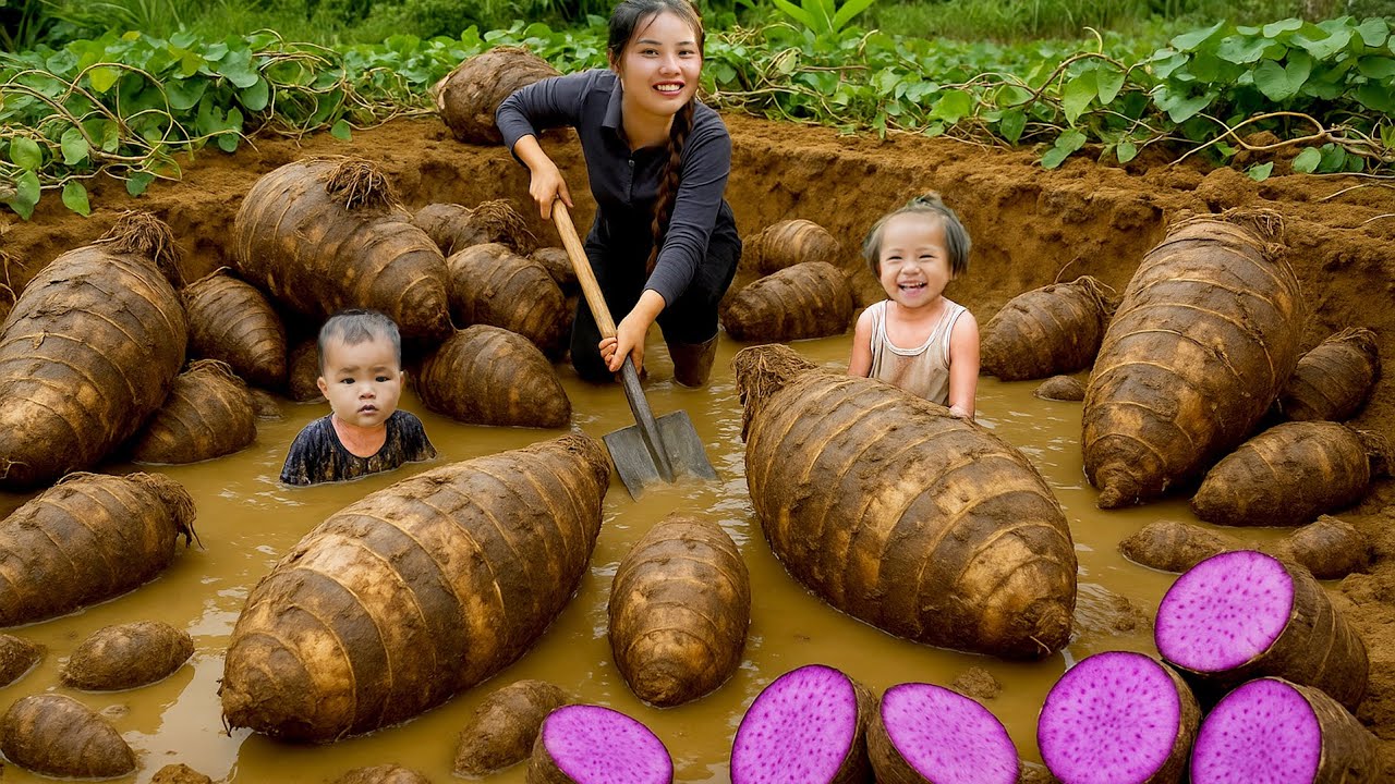 Panen Talas dan Jahe Raksasa untuk Dijual di Pasar dan Merebus Talas untuk Dua Anak Kecil