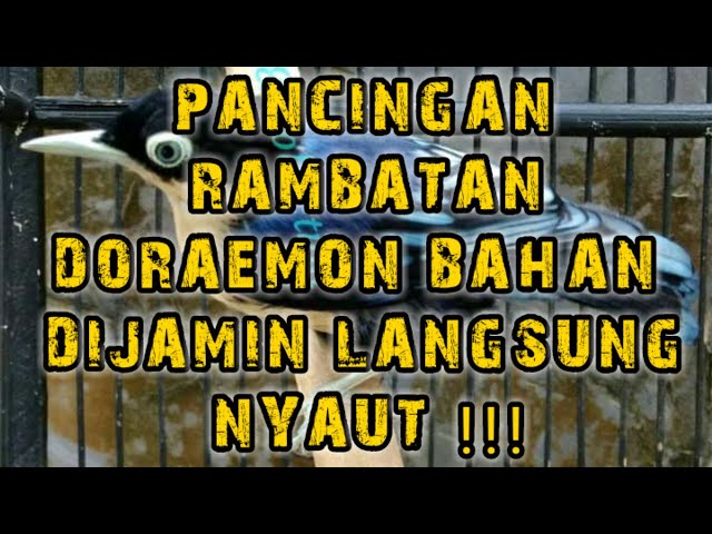 Pancingan Burung Rambatan Doraemon | Rambatan Doraemon | Burung Rambatan Doraemon | Rambatan class=