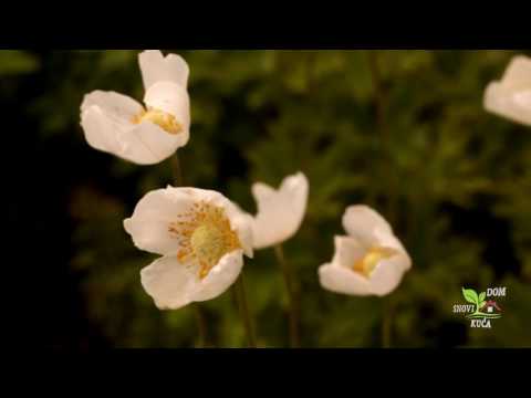 Video: Što je japanska anemona - kako uzgajati biljke japanske anemone