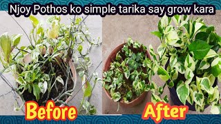 Njoy Pothos ko simple tarika say healthy grow kara screenshot 5