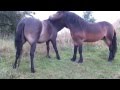 Exmoor ponies morse and fir grooming each other  15 aug 2014